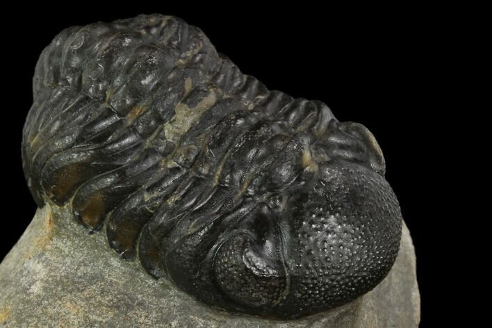 Bargain, Austerops Trilobite - Visible Eye Facets #120070